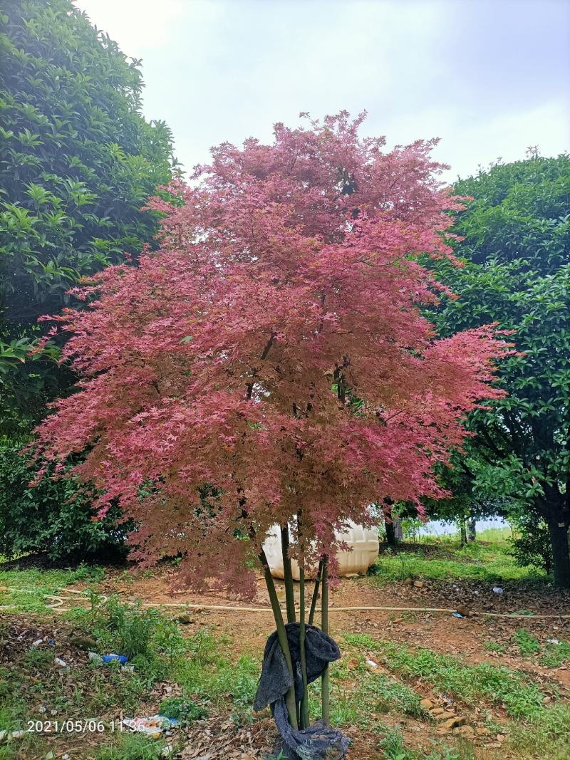 供应枫树三季枫日本红枫羽毛枫中枫红