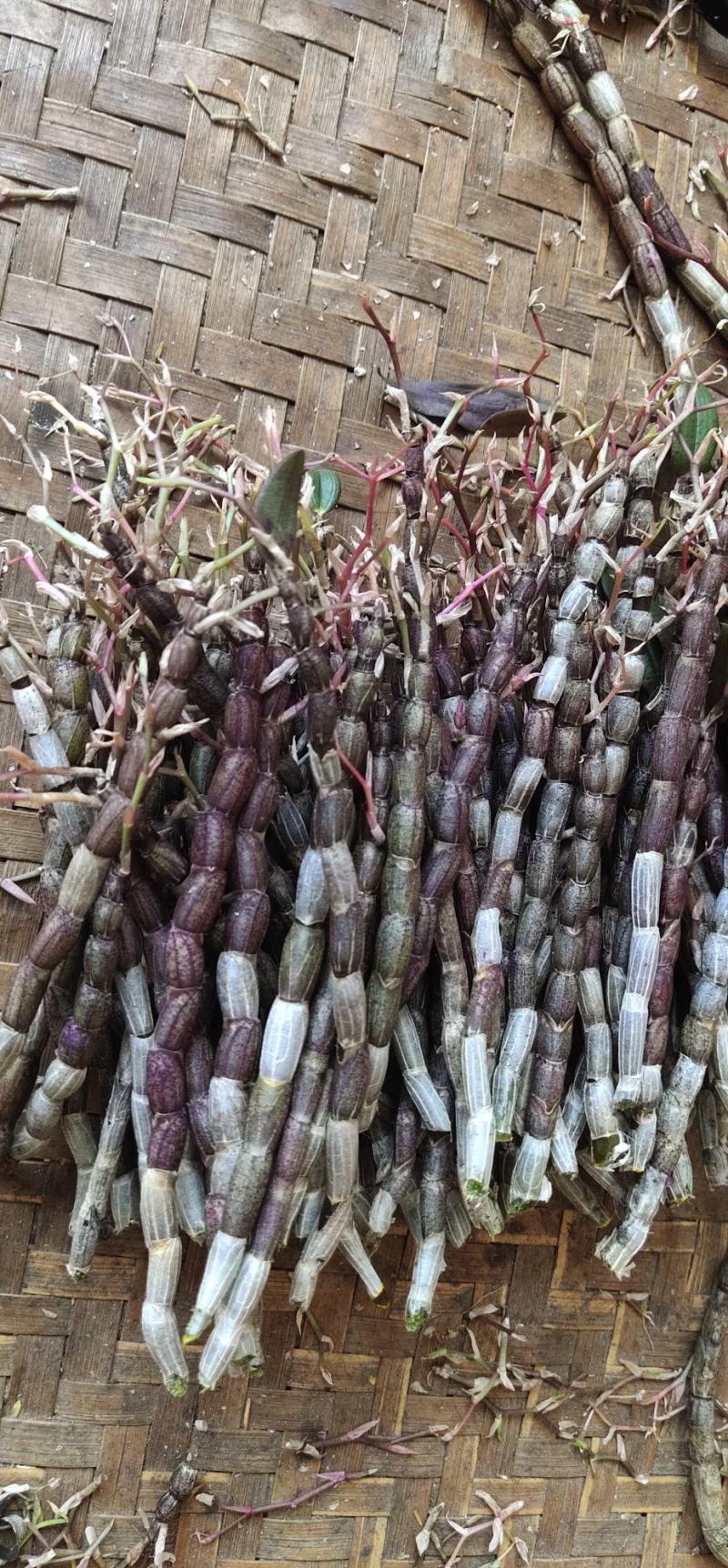 精品浙江本地单年铁皮石斛鲜条胶质好无渣少量有货正在剪