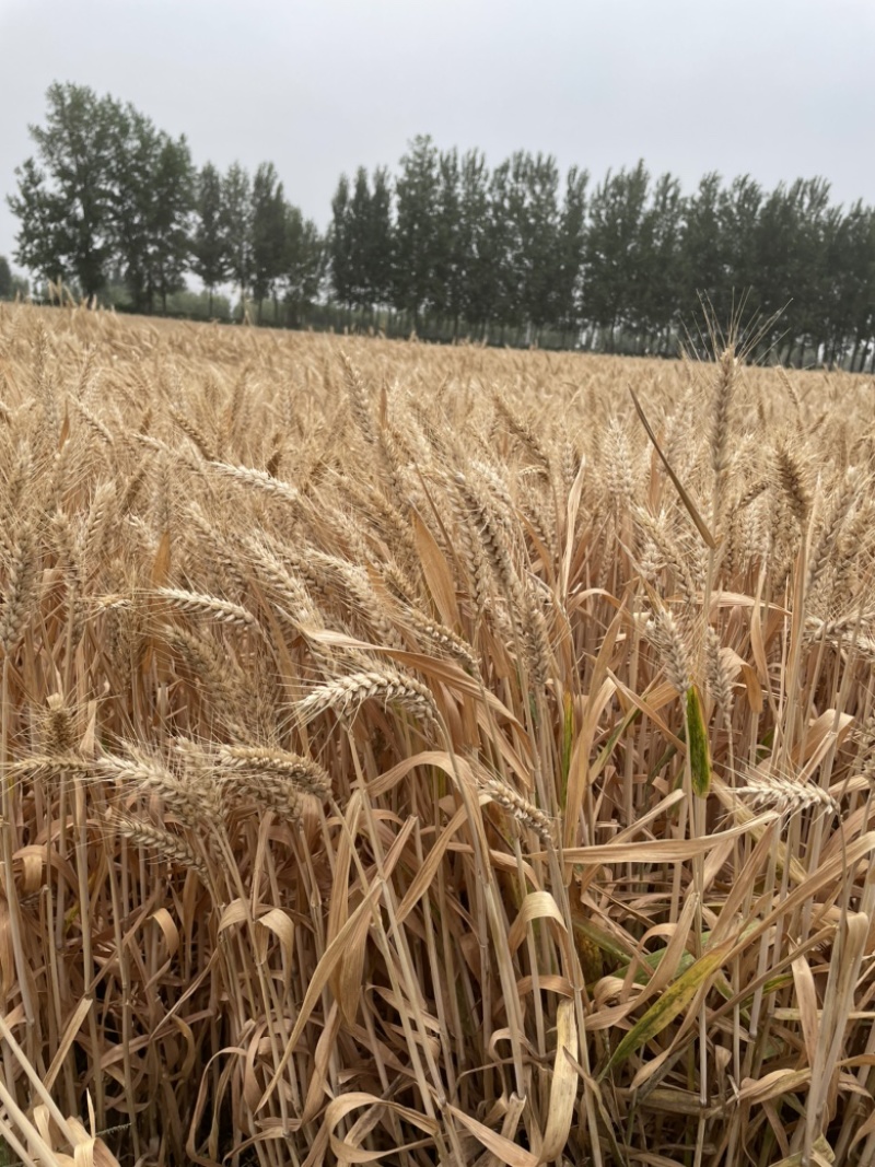 色选黑小麦颗粒饱满，2022年新黑小麦，水分10个点