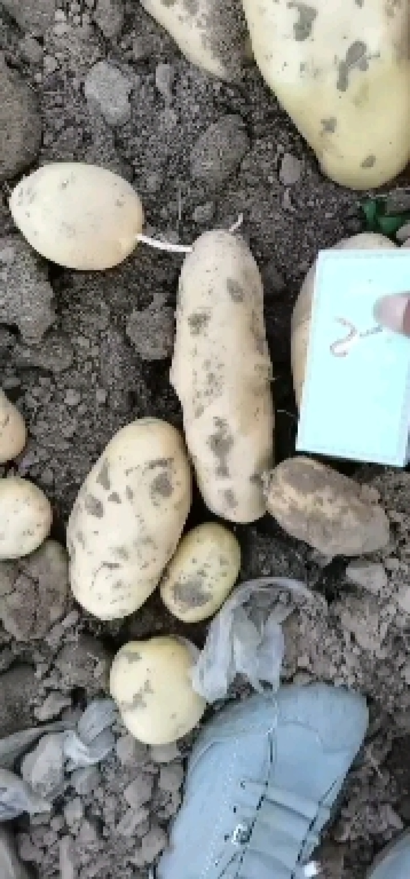 大量供应河南开封荷兰十五土豆
