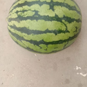 代发甜王西瓜