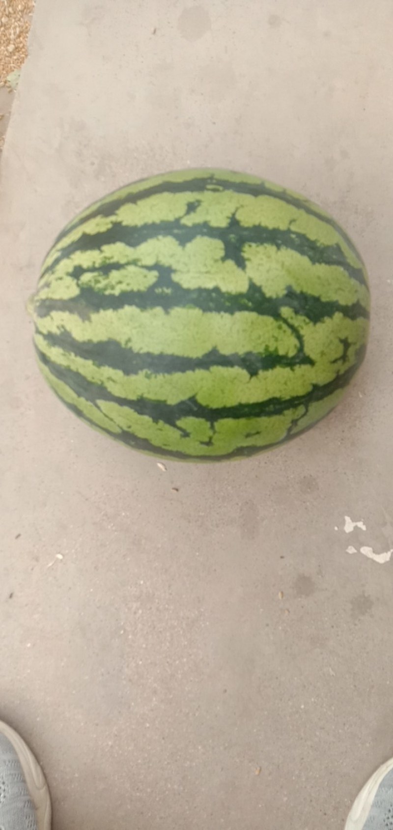 代发甜王西瓜