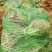 紫娇苗，根系发达，粗壮，爆芽率高，30--60分