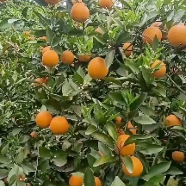 湖南江永夏橙大量上市中，皮薄多汁，含糖量高，果面干净细滑