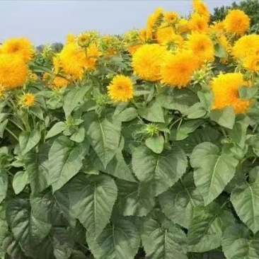 切花向日葵种子太阳王(sunking)重瓣日本进口
