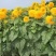 切花向日葵种子太阳王(sunking)重瓣日本进口