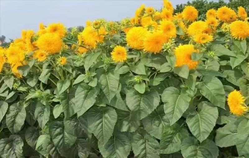 切花向日葵种子太阳王(sunking)重瓣日本进口