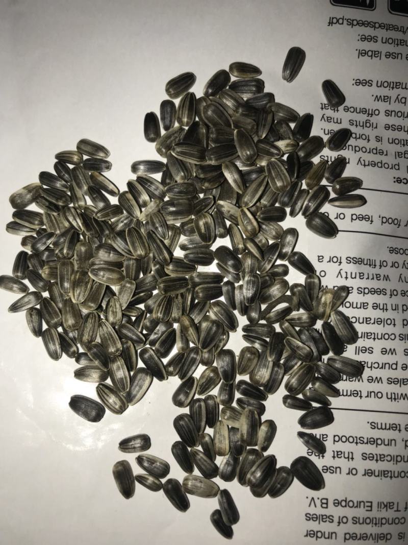 切花向日葵种子太阳王(sunking)重瓣日本进口