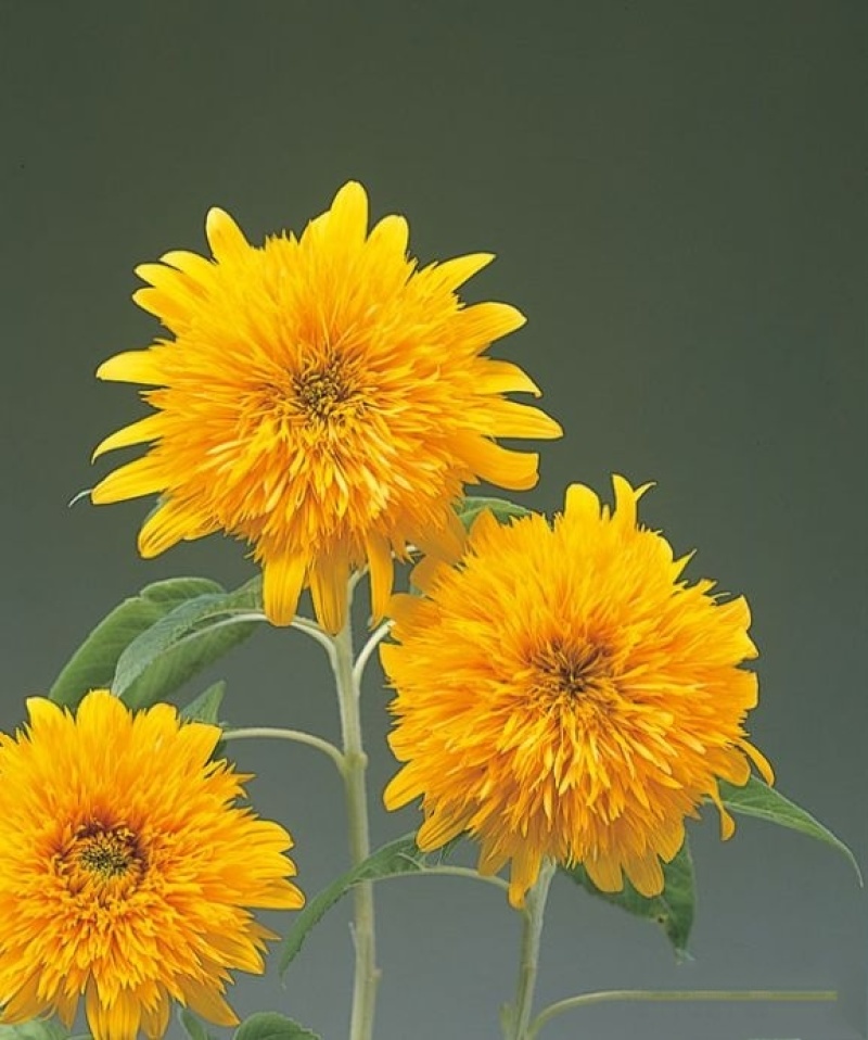 切花向日葵种子太阳王(sunking)重瓣日本进口