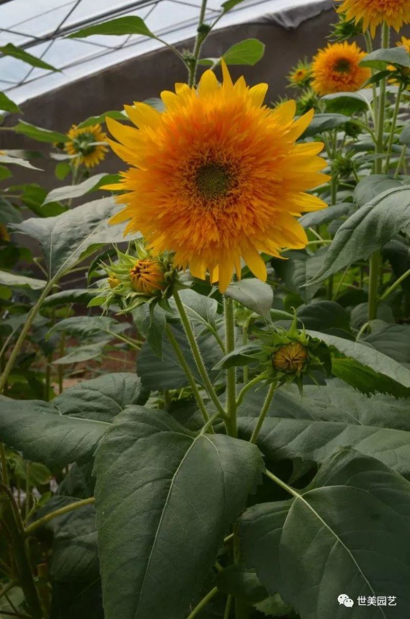 切花向日葵种子太阳王(sunking)重瓣日本进口