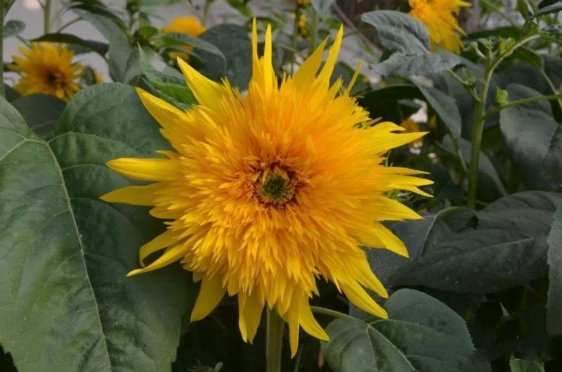 切花向日葵种子太阳王(sunking)重瓣日本进口