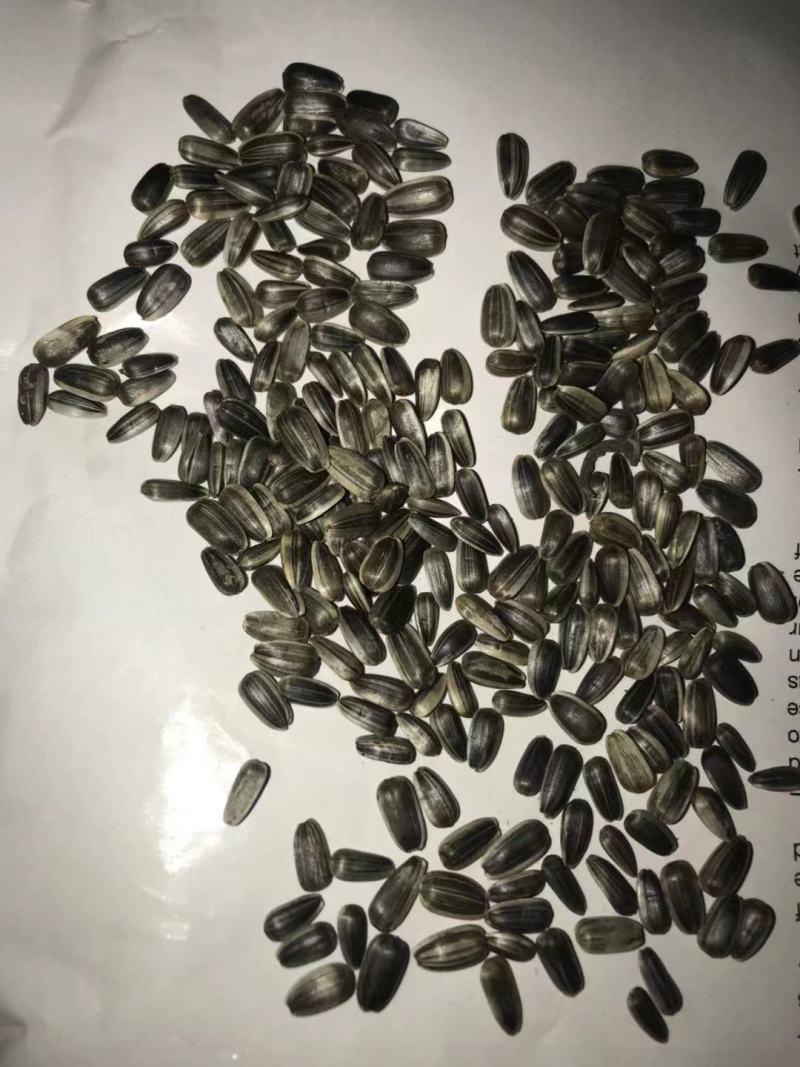 切花向日葵种子太阳王(sunking)重瓣日本进口