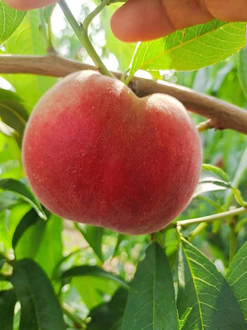 利优8号苹果桃大量上市，个大色艳糖度高