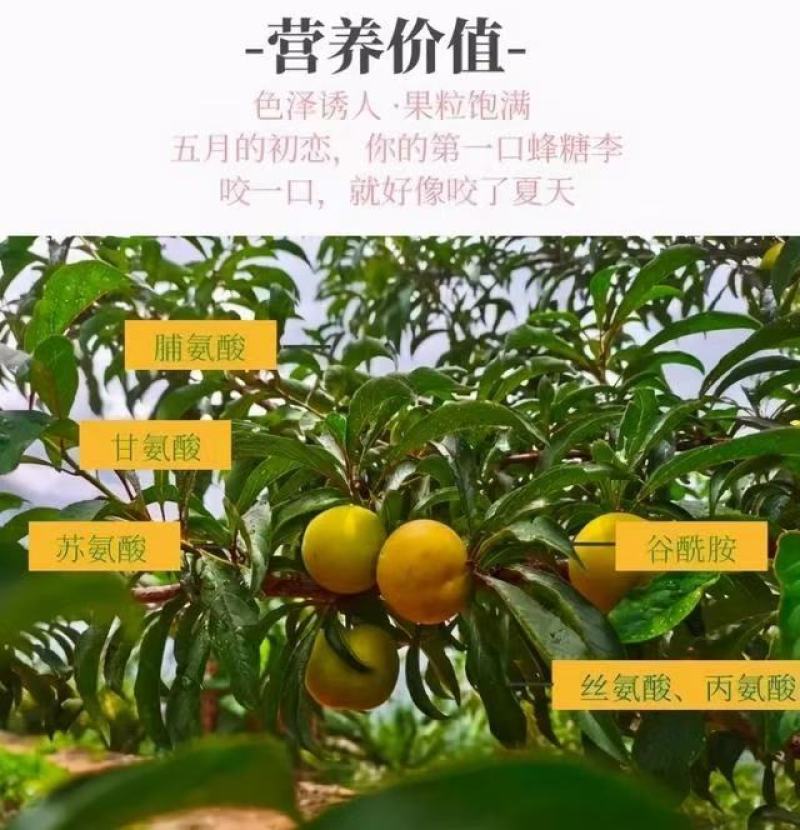 【产地直销】贵州安顺镇宁县六马蜂糖李货源充足量大从优
