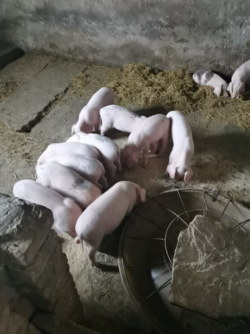 出售长太母猪苗