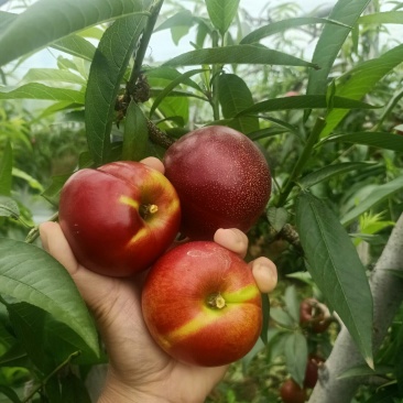 陆地暑光油桃大量上市~基地直销~个头均匀~颜色红~口感脆