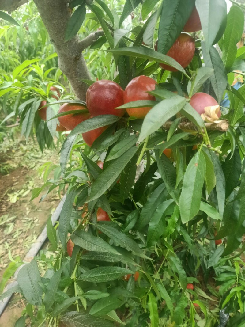 陆地暑光油桃大量上市~基地直销~个头均匀~颜色红~口感脆