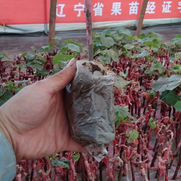 出售阳光玫瑰葡萄营养袋绿苗，嫁接葡萄苗，带叶带营钵发货