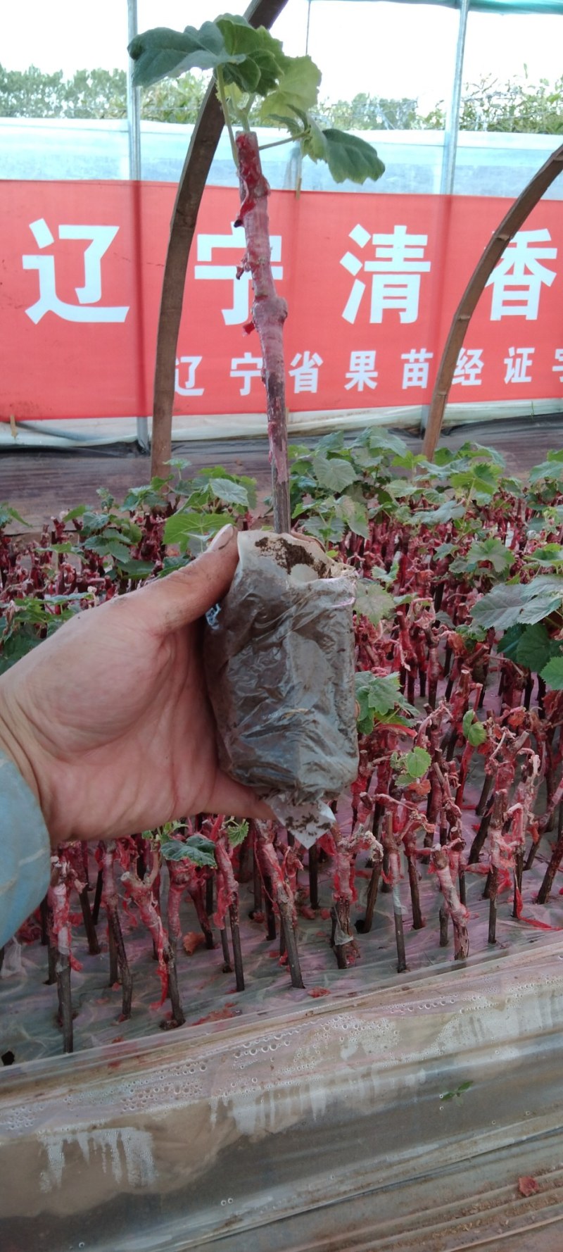 出售阳光玫瑰葡萄营养袋绿苗，嫁接葡萄苗，带叶带营钵发货