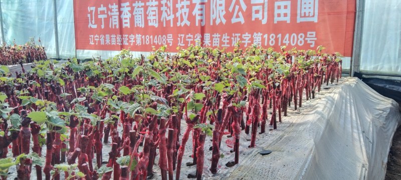 出售阳光玫瑰葡萄营养袋绿苗，嫁接葡萄苗，带叶带营钵发货