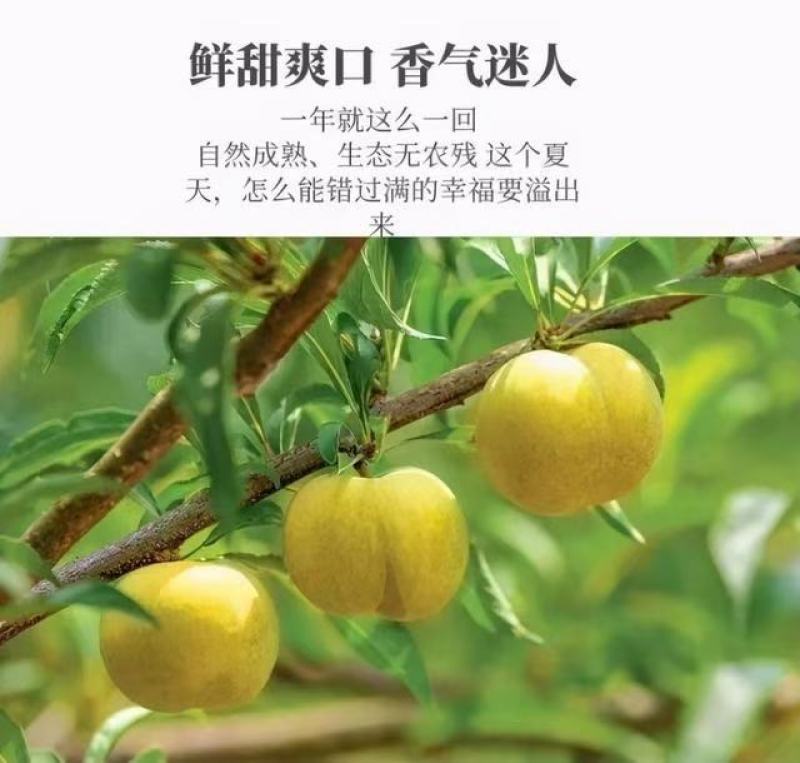 贵州安顺市镇宁县六马镇峰糖李