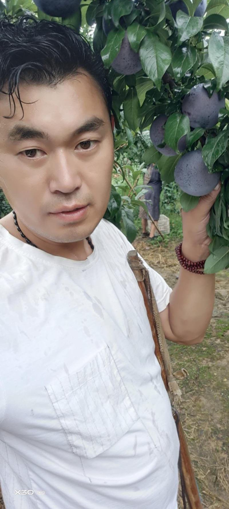2026头茬黑宝石李子/河南万亩基地产地源头代发保质保量