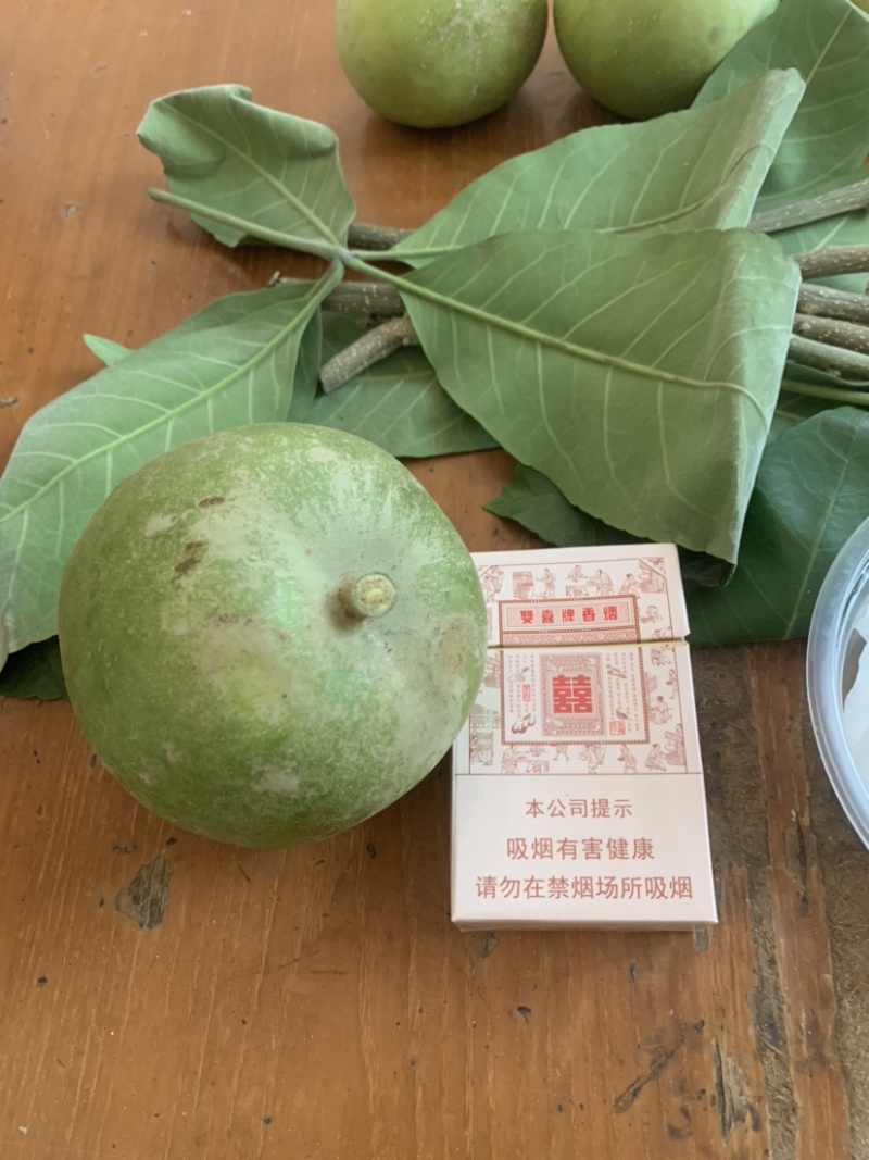 白柿种子冰淇淋果种子国内种子