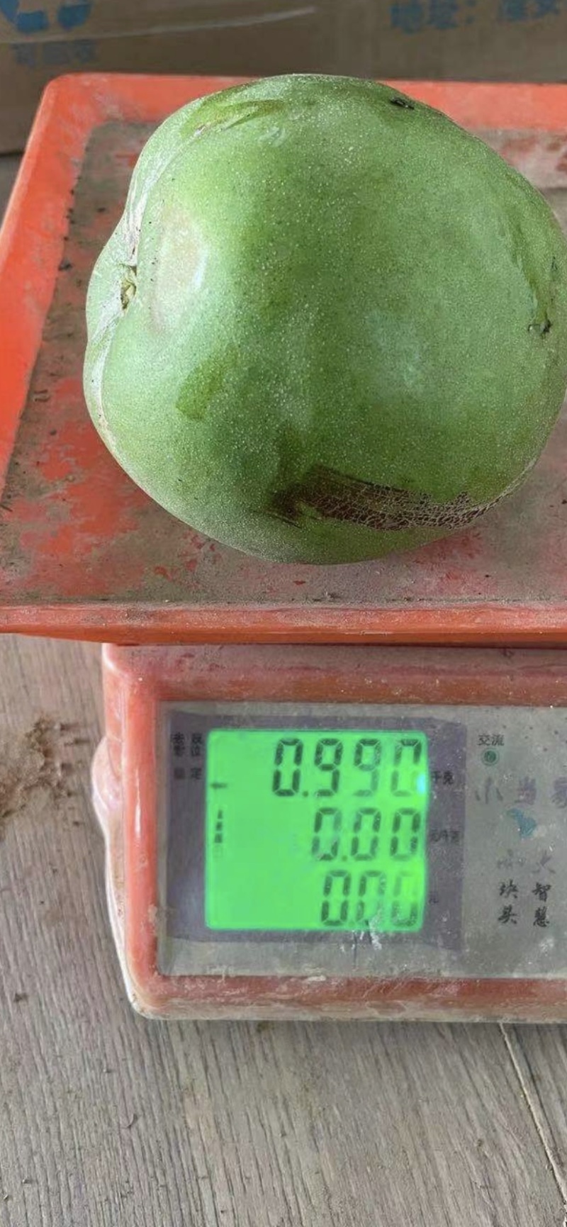 白柿种子冰淇淋果种子国内种子