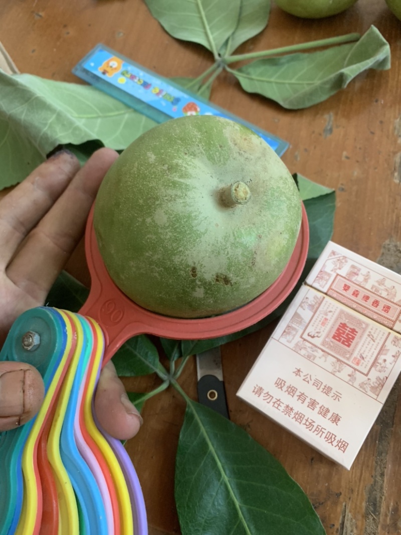 白柿种子冰淇淋果种子国内种子