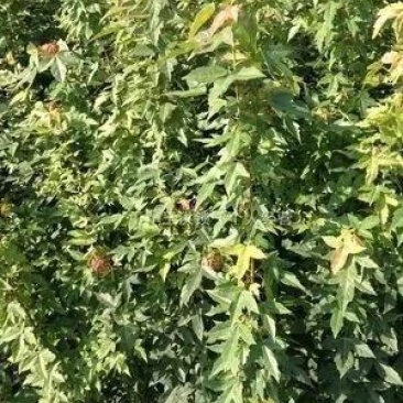 三角枫小苗