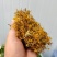 大量供应金银花全开花，品质保证，质量不好可退货