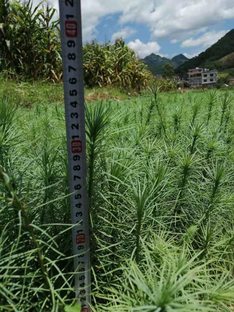 精品华山松苗，长期出售华山松苗（又名磕松）量大从优