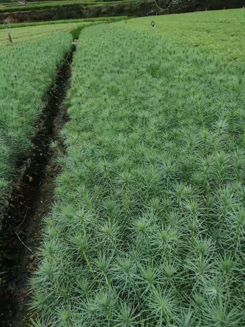 精品华山松苗，长期出售华山松苗（又名磕松）量大从优