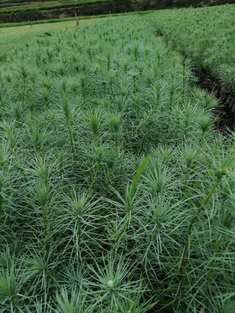 精品华山松苗，长期出售华山松苗（又名磕松）量大从优