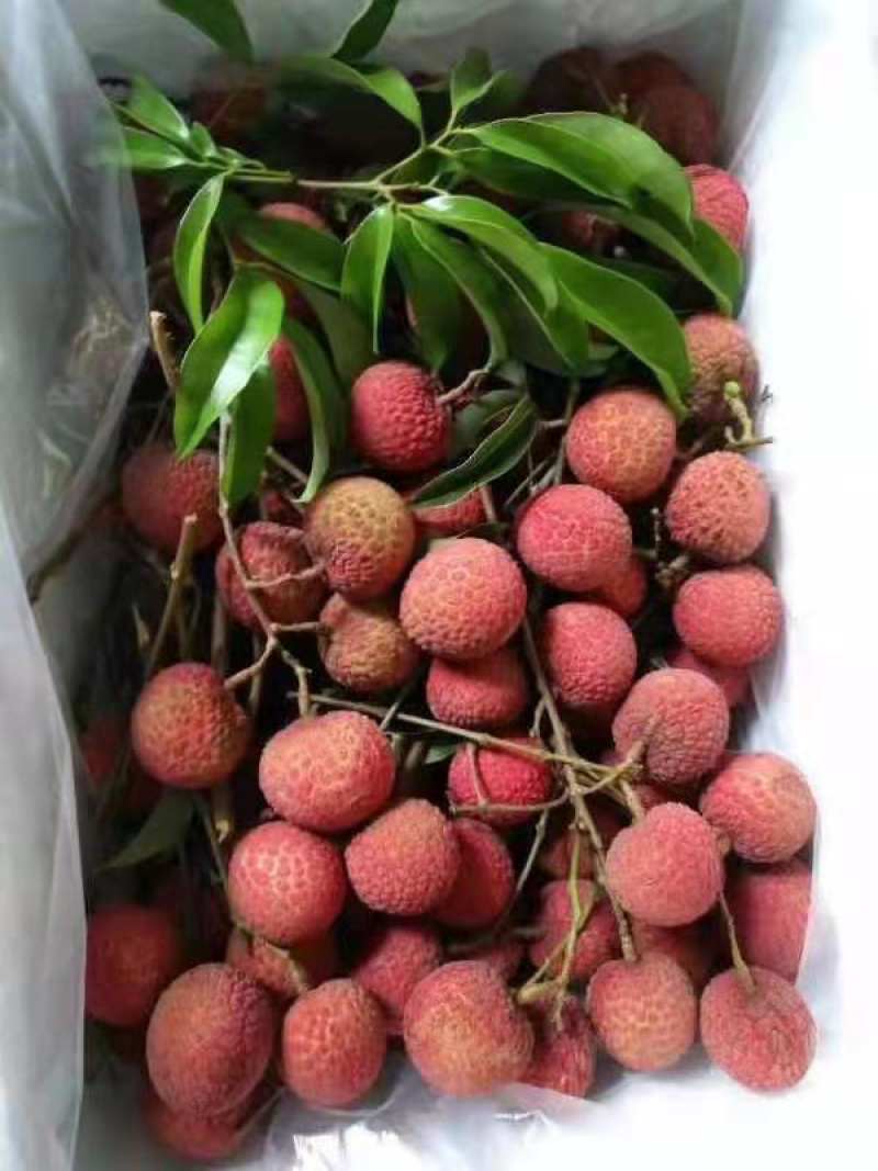 阳西玉荷包荔枝一手货源产地直达顺丰京东包邮