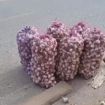 山东省济南市莱芜区白皮蒜种现在大量上货中