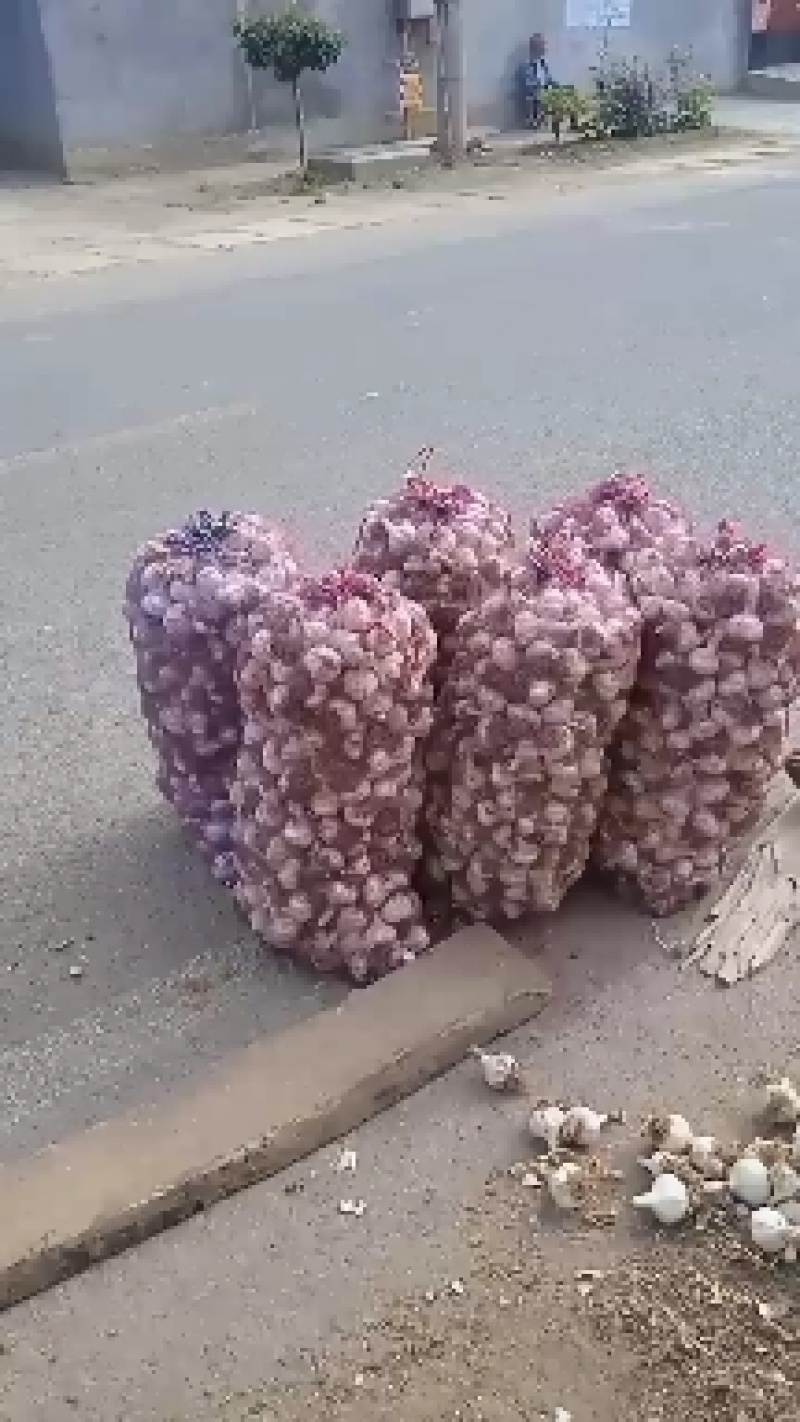 山东省济南市莱芜区白皮蒜种现在大量上货中