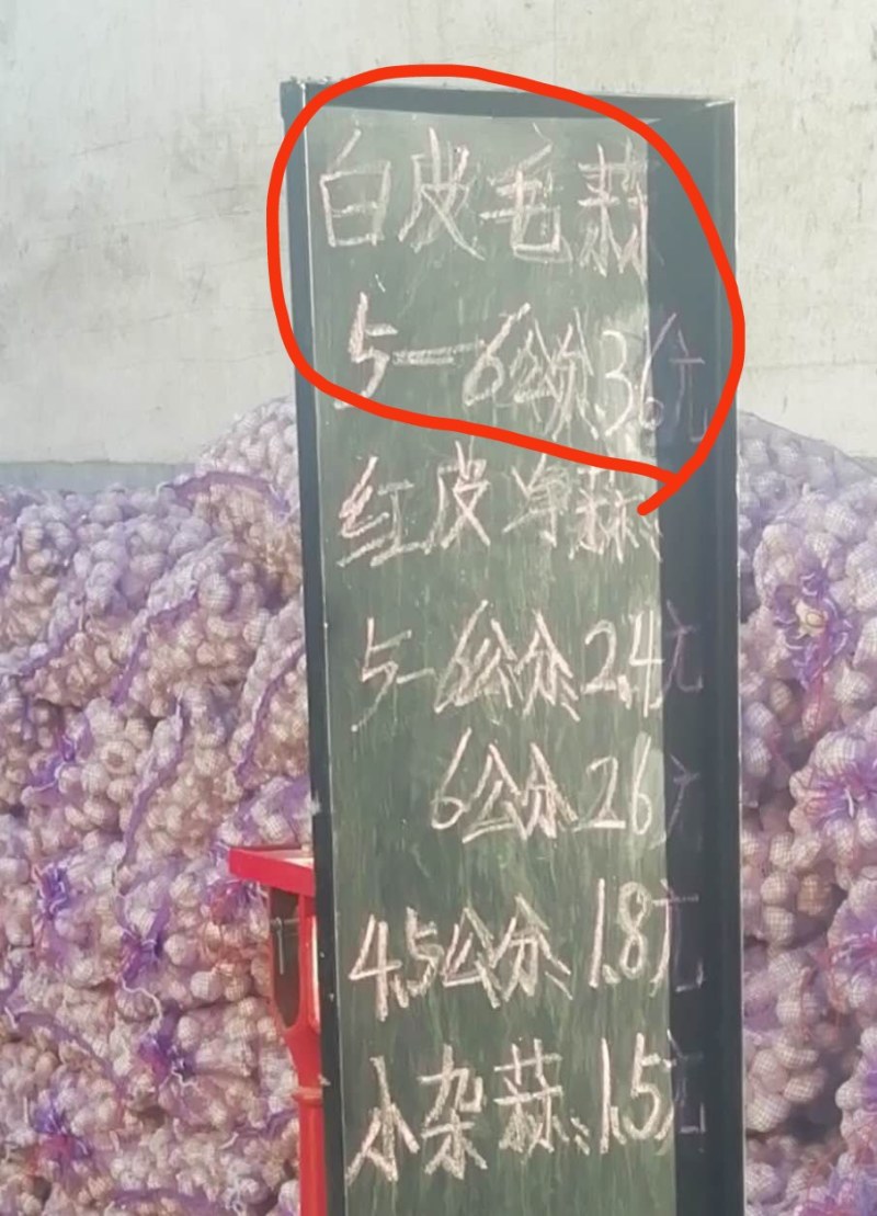 山东省济南市莱芜区白皮蒜种现在大量上货中