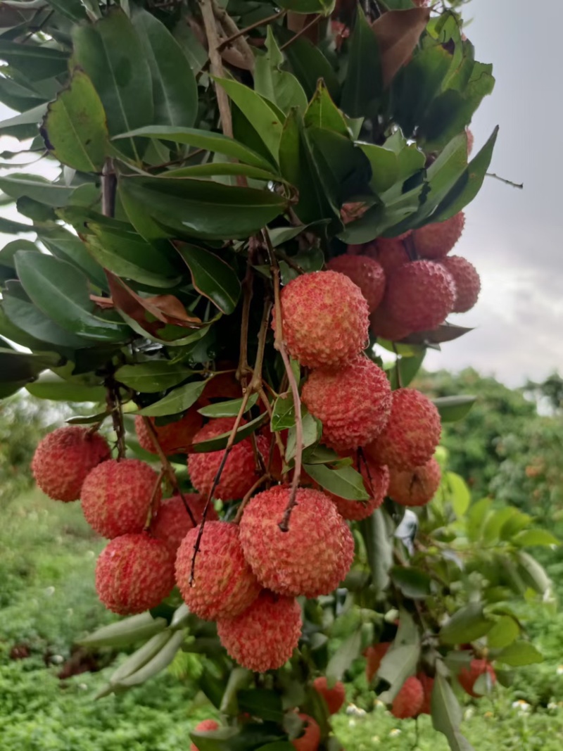 广东阳西桂味荔枝核小纯甜产地直达一手货源