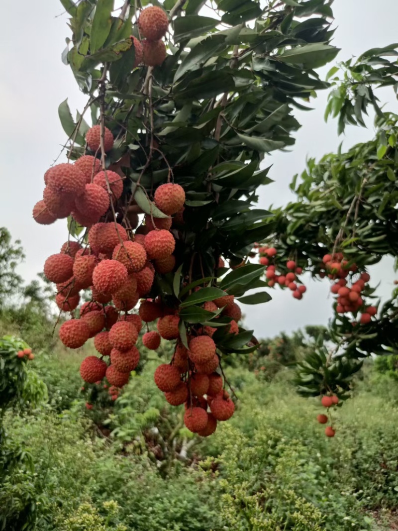 广东阳西桂味荔枝核小纯甜产地直达一手货源