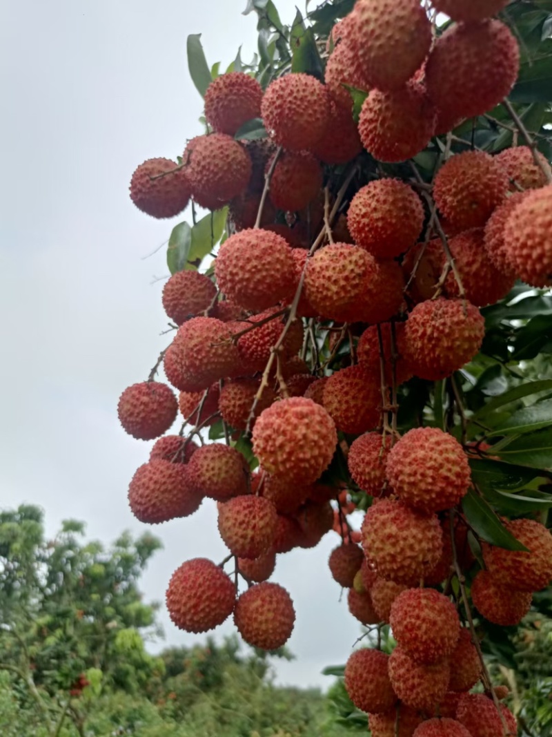 广东阳西桂味荔枝核小纯甜产地直达一手货源