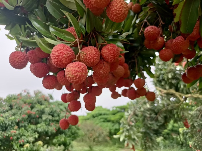 广东阳西桂味荔枝核小纯甜产地直达一手货源