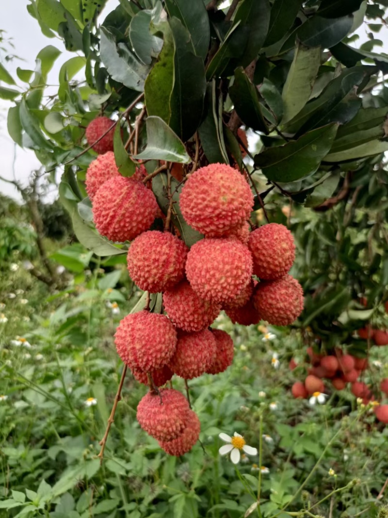 广东阳西桂味荔枝核小纯甜产地直达一手货源