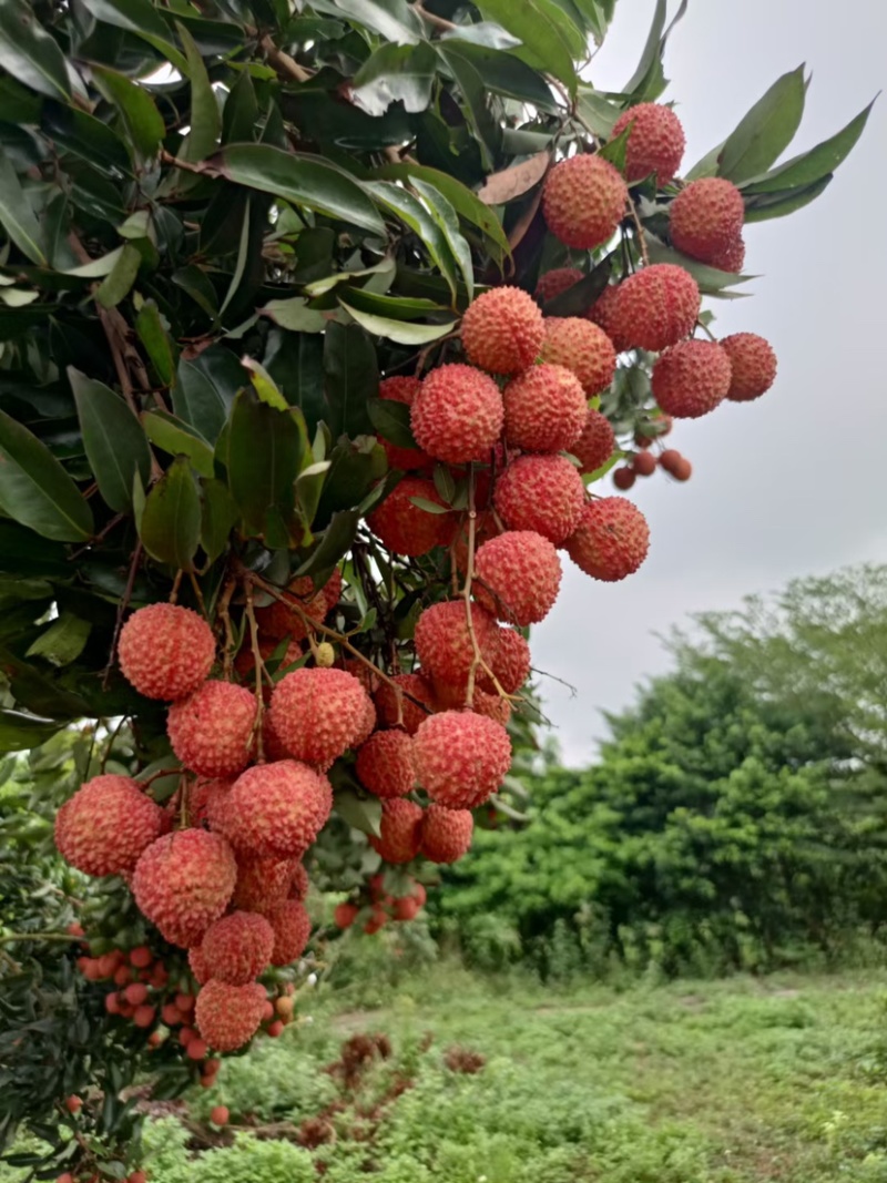 广东阳西桂味荔枝核小纯甜产地直达一手货源