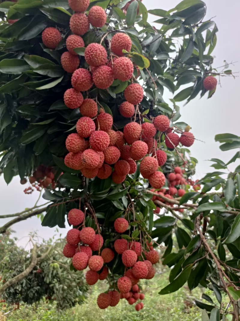 广东阳西桂味荔枝核小纯甜产地直达一手货源