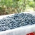 云南高原蓝莓种植基地10~18mm鲜果，可来基地参观
