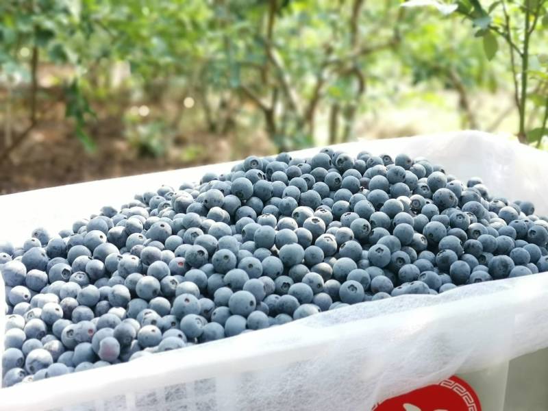 云南高原蓝莓种植基地10~18mm鲜果，可来基地参观