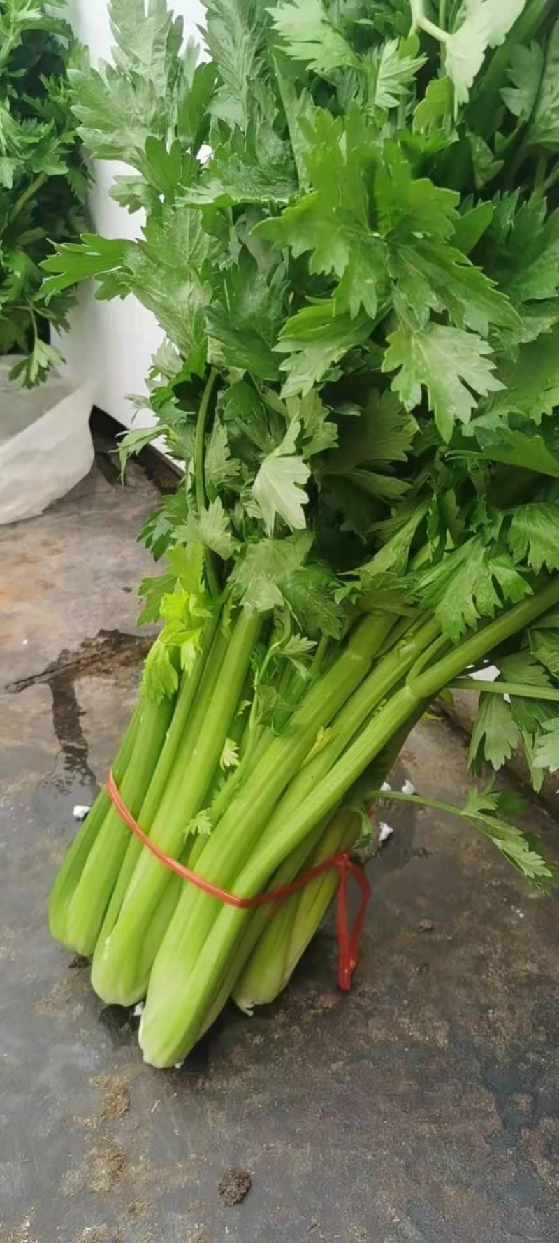 芹菜青菜
