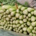 芹菜青菜