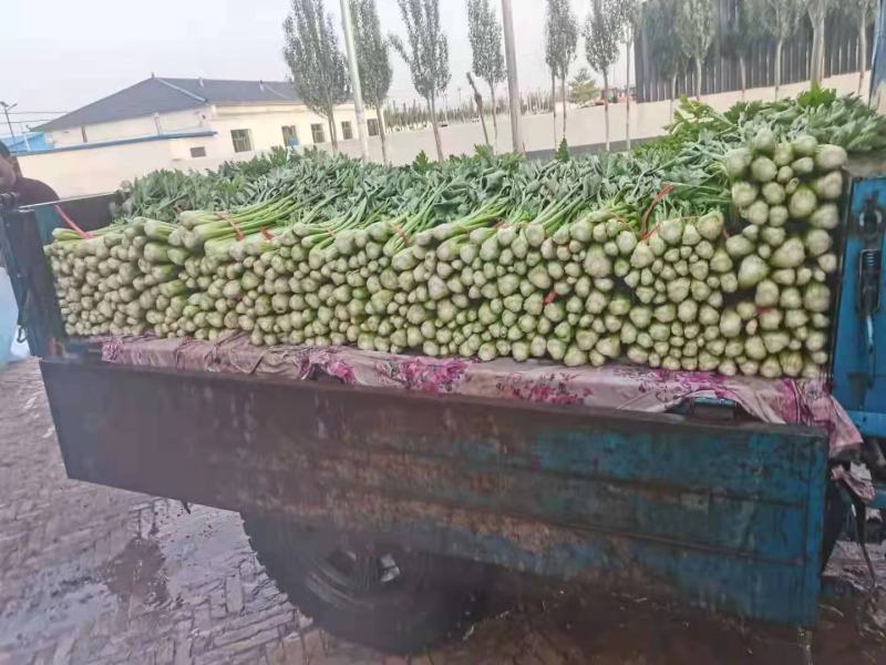 芹菜青菜